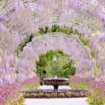 Visit RHS Wisley Gardens and Afternoon Tea, Woking, UK